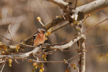 Chaffinch, Fringilla coelebs, perched on branch of platanus  hispanica tree with buds of early spring in the preventorio of Alcoy, Spain