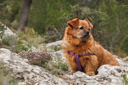 Photo for The dog Nami sitting on a rock next to a thyme plant, Thymus vulgaris, in the forest, Alcoy, Spain - Royalty Free Image