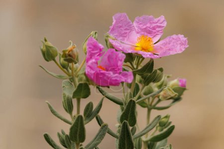 Spring begins with the beautiful flowers of the cistus plant Cistus albidus in the Sierra de Mariola, Alcoy, Spain