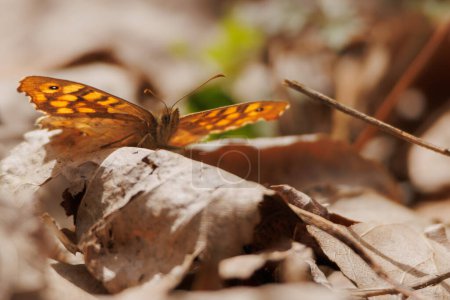 Pararge aegeria papillon perché sur le sol forestier avec de vieilles feuilles sèches accueillant le printemps. Alcoy, Espagne