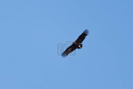 Schwarzer Geier, Aegypius monachus, fliegt vor blauem Himmel, Alcoy, Spanien