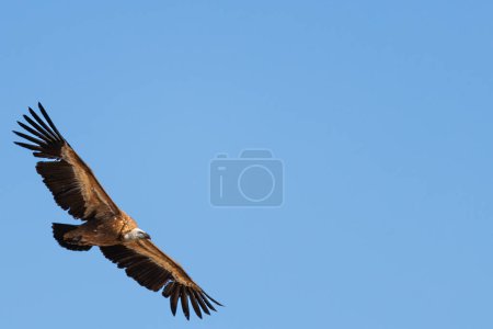 Téléchargez les photos : Griffon vautour avec un espace négatif et fond bleu ciel à Alcoy, Espagne - en image libre de droit