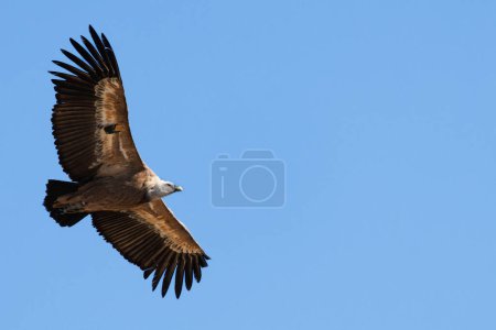 Photo for Griffon vulture with negative space and blue sky background in Alcoy, Spain - Royalty Free Image