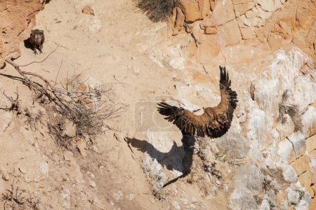 Gänsegeier, Gyps fulvus, wirft bei der Landung seinen Schatten auf die senkrechte Wand, Alcoy, Spanien