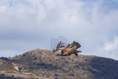 Photo for Griffon vulture, Gyps fulvus, flapping its wings during flight over the Cint ravine in Alcoy, Spain - Royalty Free Image