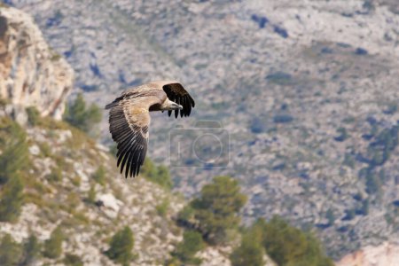 Téléchargez les photos : Vautour griffon, Gyps fulvus, battant ses ailes en vol au-dessus du ravin Cint à Alcoy, Espagne - en image libre de droit