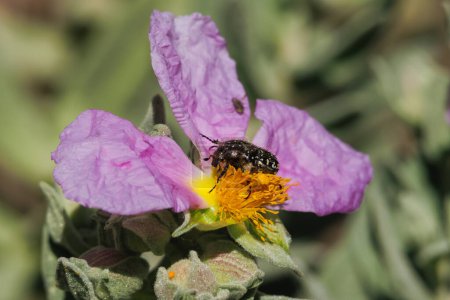 Beetle Oxythyrea funesta auf cistus albidus Blüte im Präventiv von Alcoy, Spanien