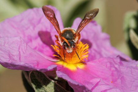 Einsame rote Biene Rhodanthidium sticticum ernährt sich von Zistus albidus Blume, Alcoy, Spanien