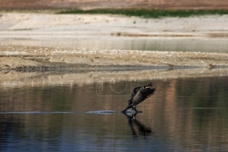 Grand cormoran, Phalacrocorax carbo, juste toucher l'eau du marais de Beniarres avec ses pattes lors de la man?uvre d'atterrissage, Espagne