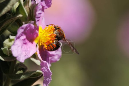 Photo for Solitary red bee rhodanthidium sticticum feeding and pollinating on cistus flower, cistus albidus, Alcoy, Spain - Royalty Free Image