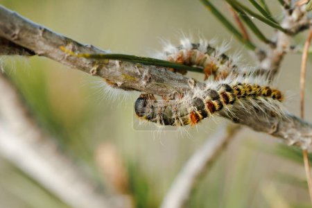 Pine processionary caterpillar (Thaumetopoea pityocampa) on pine branch in the Voltors natural park of Alcoy, Spain