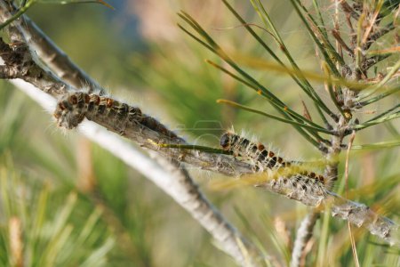Kiefernprozessionsraupe (Thaumetopoea pityocampa) auf Kiefernzweigen im Voltors Naturpark von Alcoy, Spanien