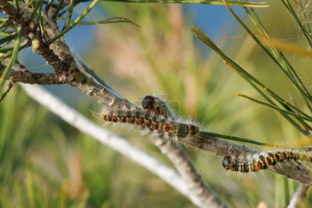 Pine processionary caterpillar (Thaumetopoea pityocampa) on pine branch in the Voltors natural park of Alcoy, Spain
