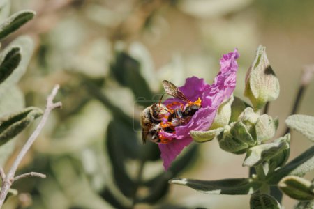 Solitary red bee rhodanthidium sticticum male fertilizing female while feeding on cistus flower, cistus albidus, Alcoy, Spain