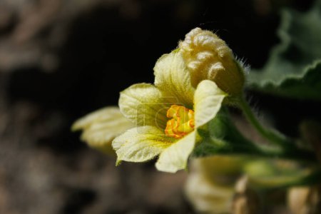 Flor de planta de pepinillo del diablo (Ecballium elaterium), nativa del Mediterráneo, España