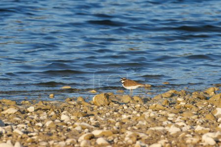 Little Ringed Plover (Charadrius dubius) searching for food on the shore of the Beniarres swamp, Spain