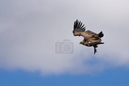 Téléchargez les photos : Vulture Gyps fulvus en descente avec nuage en arrière-plan, Alcoy, Espagne - en image libre de droit
