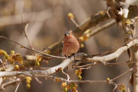 Chaffinch (Fringilla coelebs) perched on branch in forest, Alcoy, Spain