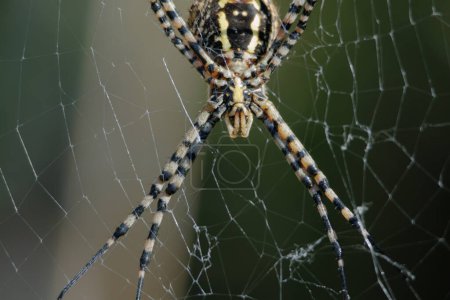 Spider argiope trifasciata waiting for its lunch on the spider web, Spain