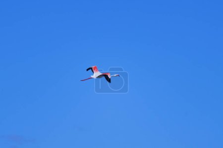 Photographie minimaliste de Flamant rose, Phoenicopterus roseus, volant avec un fond bleu ciel dans le parc naturel El Hondo. Espagne