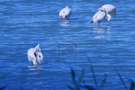 Group of flamingos Phoenicopterus roseus cleaning their plumage in the El Hondo wetland, Spain