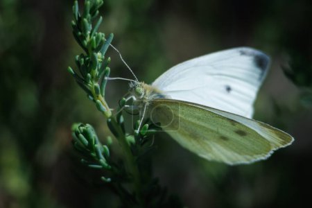 Pieris rapae papillon perché dans un buisson dans le parc naturel El Hondo. Espagne