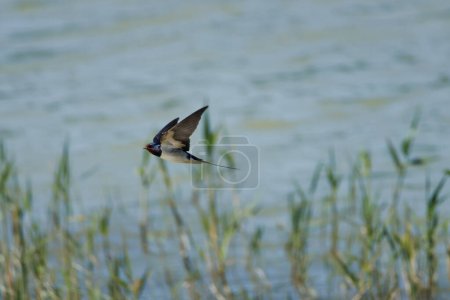 Barn swallow, Hirundo rustica, flying over reeds hunting for insects in the lagoon of the El Hondo natural park, Spain
