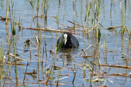 Eurasian coot, Fulica atra, from the front among reeds in its natural habitat, Spain
