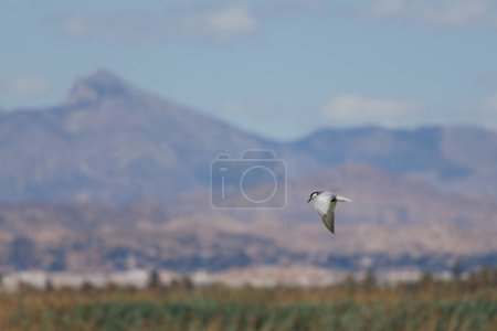 Photo for Black tern Chlidonias hybrida flying with landscape of the Sierra de Crevillente in the El Hondo natural park, Spain - Royalty Free Image