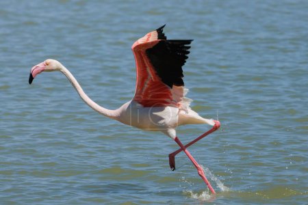 Common flamingo, Phoenicopterus roseus, initiating flight over the water of the El Hondo natural park, Spain