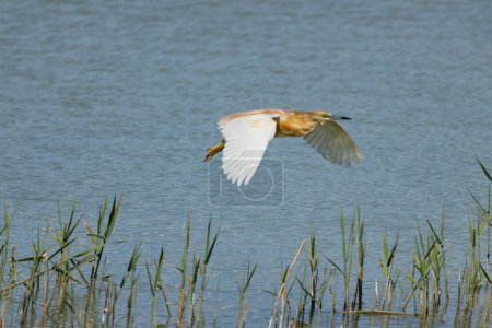 Crab-eating egret, Ardeola ralloides, flying over the lagoon of El Hondo natural park, Spain