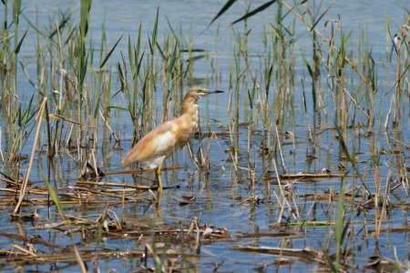 Crab-eating egret, Ardeola ralloides, among reeds in the lagoon of the El Hondo natural park, Spain
