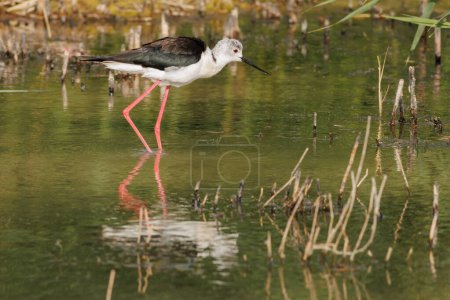 Reflections in the water of black-winged stilt at sunset, El Hondo, Spain
