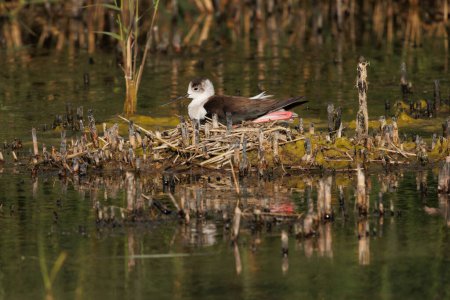 Sunset with reflections of Black-winged stilt nest incubating the next generation, El Hondo, Spain