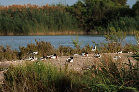 Petite île pour se reposer avec rassemblement de canards et d'avocats dans le parc naturel d'El Hondo, Espagne