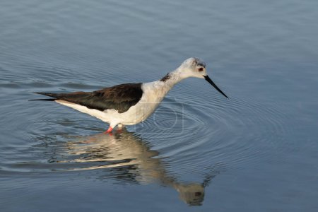 Stilt with reflection in the water while searching for food, Spain