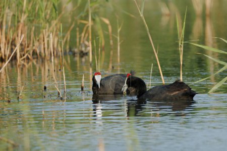 Couple of red-knobbed coot or crested coot, Fulica cristata, swimming together in El Hondo natural park, Spain