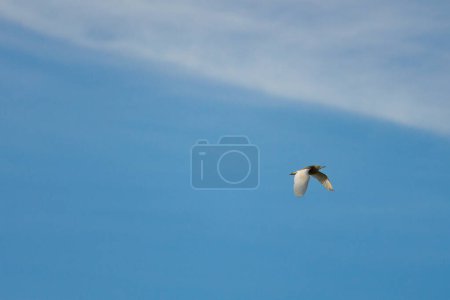 Minimalist photo of crab-eating egret, Ardeola ralloides, with blue sky and clouds background in El Hondo natural park, Spain