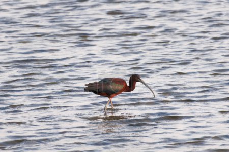 Glossy ibis (Plegadis falcinellus) se nourrissant dans une rizière inondée, delta de l'Èbre, Espagne