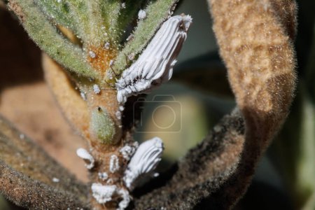Cottony mealybug (Planococcus citri) pest on rockrose cistus albidus bush. Alcoy, Spain.