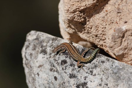 Lagarto ibérico hispano (Podarcis hispanicus) recuperando vitalidad al sol sobre roca en la Sierra de Mariola, Alcoy, España