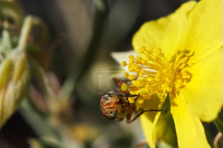 Frontal bee fly Syrphidae with iridescent eyes feeding on Helianthemum syriacum flower, Sierra de Mariola, Alcoy, Spain