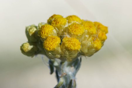 Arbustos Flor eterna o eterna, helichrysum stoechas, utilizada en la medicina herbal para combatir las alergias entre otros beneficios.