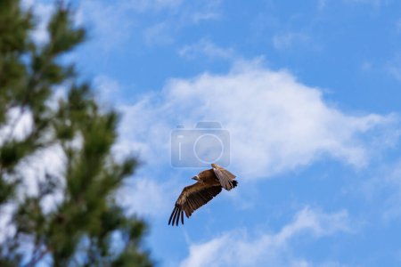 Griffon vulture, Gyps fulvus, flying between trees and background of sky with clouds in Alcoy, Spain
