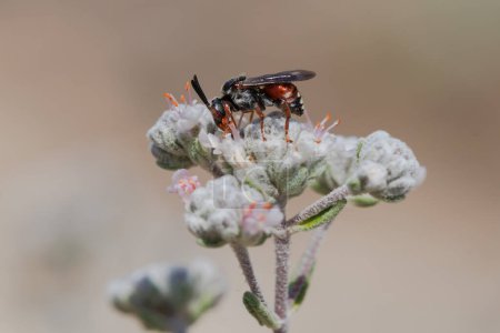 Small red bee (Sphecodes) of bright metallic color feeding on white flowers, Alcoy, Spain