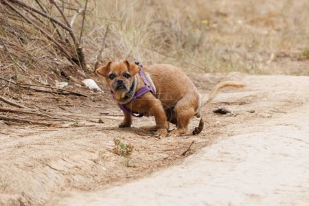 Small mongrel dog shitting on a dirt road, Beniarres, Spain