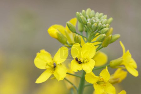 Arugula flowers and shoots, Diplotaxis tenuifolia, with small bee feeding, Beniarres, Spain