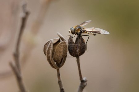 Bee fly lomatia sp perched on cistus cistus albidus seed in the Sierra de Mariola, Alcoy, Spain