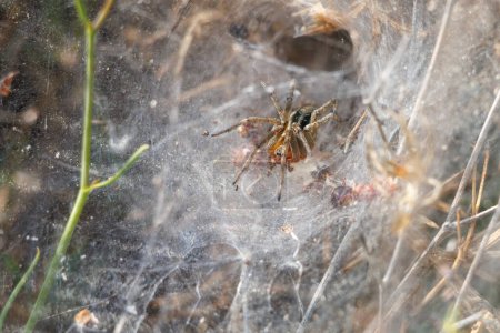 Téléchargez les photos : Spider Agelena labyrinthica attend sa proie, Sierra de Mariola, Espagne - en image libre de droit