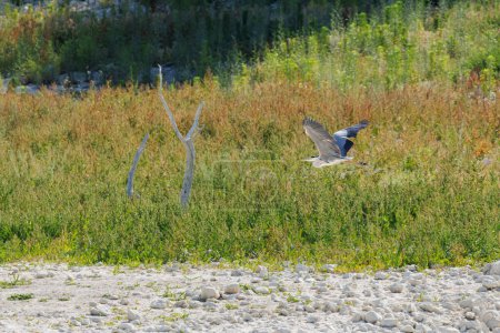 Heron Ardea cinerea fliegt vor dem Hintergrund des Sumpfs von Beniarrs mit Vegetation, wo Wasser sein sollte. Beniarres, Spanien